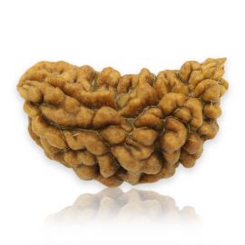 Natural Ek Mukhi Rudraksha (1 Mukhi) India GJSPC Certified 28.12 M.M.