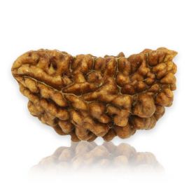 Natural Ek Mukhi Rudraksha (1 Mukhi) India GJSPC Certified 28.27 M.M.