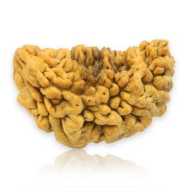 Natural Ek Mukhi Rudraksha (1 Mukhi) India GJSPC Certified 30.43 M.M.