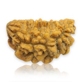 Natural Ek Mukhi Rudraksha (1 Mukhi) India GJSPC Certified 26.62 M.M.