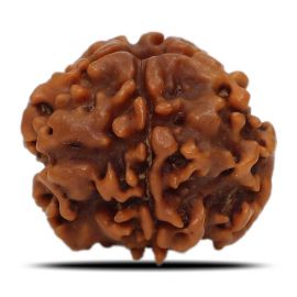 1 Mukhi Rudraksha Nepal (Underdeveloped) IGL Certified 18.32 M.M.