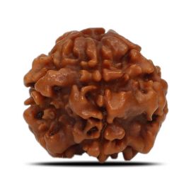 1 Mukhi Rudraksha Nepal (Underdeveloped) IGL Certified 17.86 M.M.