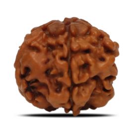 1 Mukhi Rudraksha Nepal (Underdeveloped) IGL Certified 17.83 M.M.