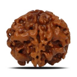 1 Mukhi Rudraksha Nepal (Underdeveloped) IGL Certified 18.74 M.M.