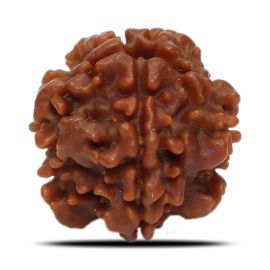 1 Mukhi Rudraksha Nepal (Underdeveloped) IGL Certified 17.58 M.M.