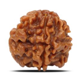 1 Mukhi Rudraksha Nepal (Underdeveloped) IGL Certified 17.84 M.M.