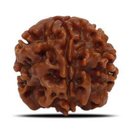 1 Mukhi Rudraksha Nepal (Underdeveloped) IGL Certified 18.82 M.M.