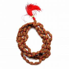 2 Mukhi Rudraksha Mala (Indonesia) (108+1 Beads) GJSPC Certified 