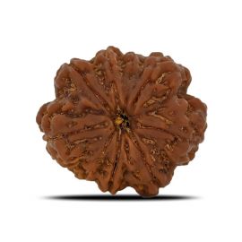 Natural 8 Mukhi (Eight Mukhi) Nepal Rudraksha GJSPC Certified 26.76 M.M.