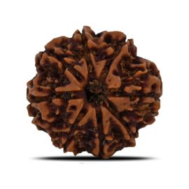 Natural 8 Mukhi (Eight Mukhi) Nepal Rudraksha GJSPC Certified 24.01 M.M.