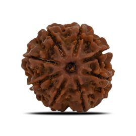 Natural 8 Mukhi (Eight Mukhi) Nepal Rudraksha GJSPC Certified 23.42 M.M.