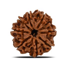 Natural 8 Mukhi (Eight Mukhi) Nepal Rudraksha GJSPC Certified 24.51 M.M.