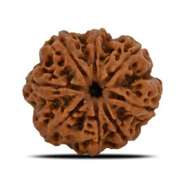 Natural 8 Mukhi (Eight Mukhi) Nepal Rudraksha GJSPC Certified 24.6 M.M.