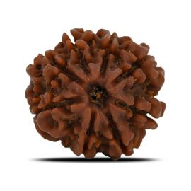 Natural 8 Mukhi (Eight Mukhi) Nepal Rudraksha GJSPC Certified 23.02 M.M.