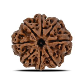 Natural 8 Mukhi (Eight Mukhi) Nepal Rudraksha GJSPC Certified 25.49 M.M.