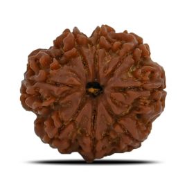 Natural 8 Mukhi (Eight Mukhi) Nepal Rudraksha GJSPC Certified 24.61 M.M.