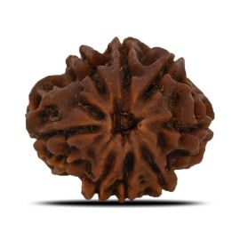 Natural 8 Mukhi (Eight Mukhi) Nepal Rudraksha GJSPC Certified 25.19 M.M.