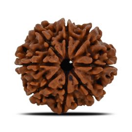 Natural 8 Mukhi (Eight Mukhi) Nepal Rudraksha GJSPC Certified 28.15 M.M.