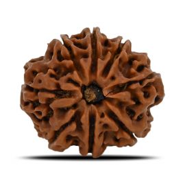 Natural 8 Mukhi (Eight Mukhi) Nepal Rudraksha GJSPC Certified 23.93 M.M.