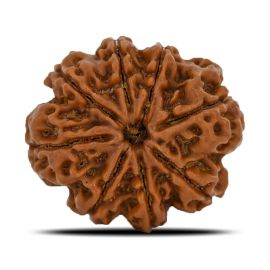 Natural 8 Mukhi (Eight Mukhi) Nepal Rudraksha GJSPC Certified 24.95 M.M.