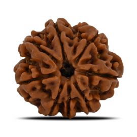 Natural 8 Mukhi (Eight Mukhi) Nepal Rudraksha GJSPC Certified 24.07 M.M.