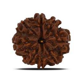 Natural 8 Mukhi (Eight Mukhi) Nepal Rudraksha GJSPC Certified 23.37 M.M.