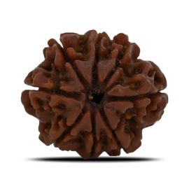 Natural 8 Mukhi (Eight Mukhi) Nepal Rudraksha GJSPC Certified 23.43 M.M.