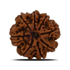 Natural 8 Mukhi (Eight Mukhi) Nepal Rudraksha GJSPC Certified 23.15 M.M.