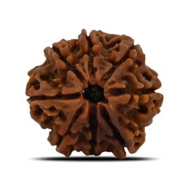 Natural 8 Mukhi (Eight Mukhi) Nepal Rudraksha GJSPC Certified 23.92 M.M.