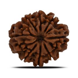 Natural 8 Mukhi (Eight Mukhi) Nepal Rudraksha GJSPC Certified 24.66 M.M.