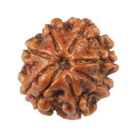 Natural 8 Mukhi (Eight Mukhi) Rudraksha (Nepal) GJSPC Certified 18.52 M.M.