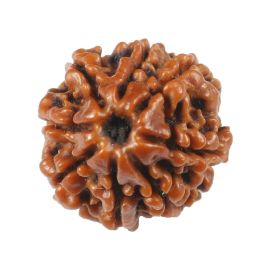 Natural 8 Mukhi (Eight Mukhi) Rudraksha (Nepal) GJSPC Certified 19.27 M.M.