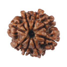 Natural 8 Mukhi (Eight Mukhi) Rudraksha (Nepal) GJSPC Certified 19.43 M.M.