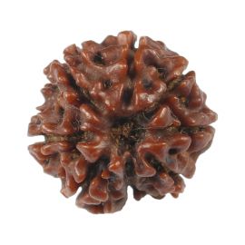 Natural 8 Mukhi (Eight Mukhi) Rudraksha (Nepal) GJSPC Certified 18.19 M.M.