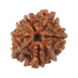 Natural 8 Mukhi (Eight Mukhi) Rudraksha (Nepal) GJSPC Certified 19.57 M.M.