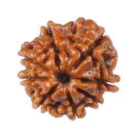 Natural 8 Mukhi (Eight Mukhi) Rudraksha (Nepal) GJSPC Certified 17.05 M.M.