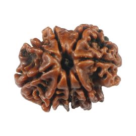 Natural 8 Mukhi (Eight Mukhi) Rudraksha (Nepal) GJSPC Certified 21.18 M.M.