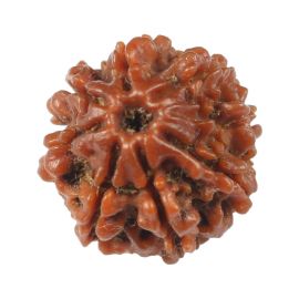 Natural 8 Mukhi (Eight Mukhi) Rudraksha (Nepal) GJSPC Certified 18.07 M.M.