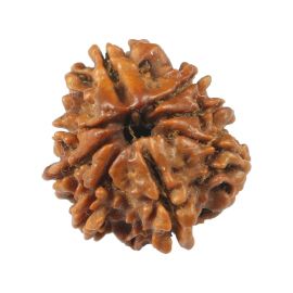 Natural 8 Mukhi (Eight Mukhi) Rudraksha (Nepal) GJSPC Certified 21.83 M.M.