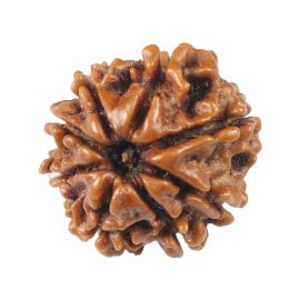 Natural 8 Mukhi (Eight Mukhi) Rudraksha (Nepal) GJSPC Certified 18.06 M.M.