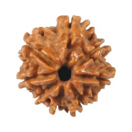 Natural 8 Mukhi (Eight Mukhi) Rudraksha (Nepal) GJSPC Certified 17.83 M.M.