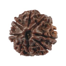 Natural 8 Mukhi (Eight Mukhi) Rudraksha (Nepal) GJSPC Certified 17.26 M.M.