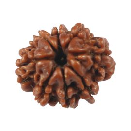 Natural 8 Mukhi (Eight Mukhi) Rudraksha (Nepal) GJSPC Certified 17.87 M.M.