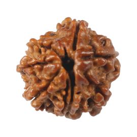 Natural 8 Mukhi (Eight Mukhi) Rudraksha (Nepal) GJSPC Certified 17.57 M.M.