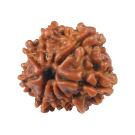 Natural 8 Mukhi (Eight Mukhi) Rudraksha (Nepal) GJSPC Certified 17.33 M.M.