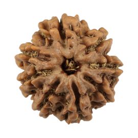 Natural 8 Mukhi (Eight Mukhi) Nepali Rudraksha GJSPC Certified 21.12 M.M.