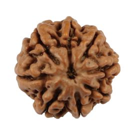 Natural 8 Mukhi (Eight Mukhi) Nepali Rudraksha GJSPC Certified 19.69 M.M.