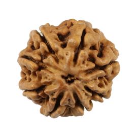 Natural 8 Mukhi (Eight Mukhi) Nepali Rudraksha GJSPC Certified 21.5 M.M.