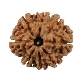 Natural 8 Mukhi (Eight Mukhi) Nepali Rudraksha GJSPC Certified 21.23 M.M.