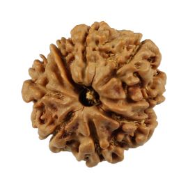 Natural 8 Mukhi (Eight Mukhi) Nepali Rudraksha GJSPC Certified 21.12 M.M.